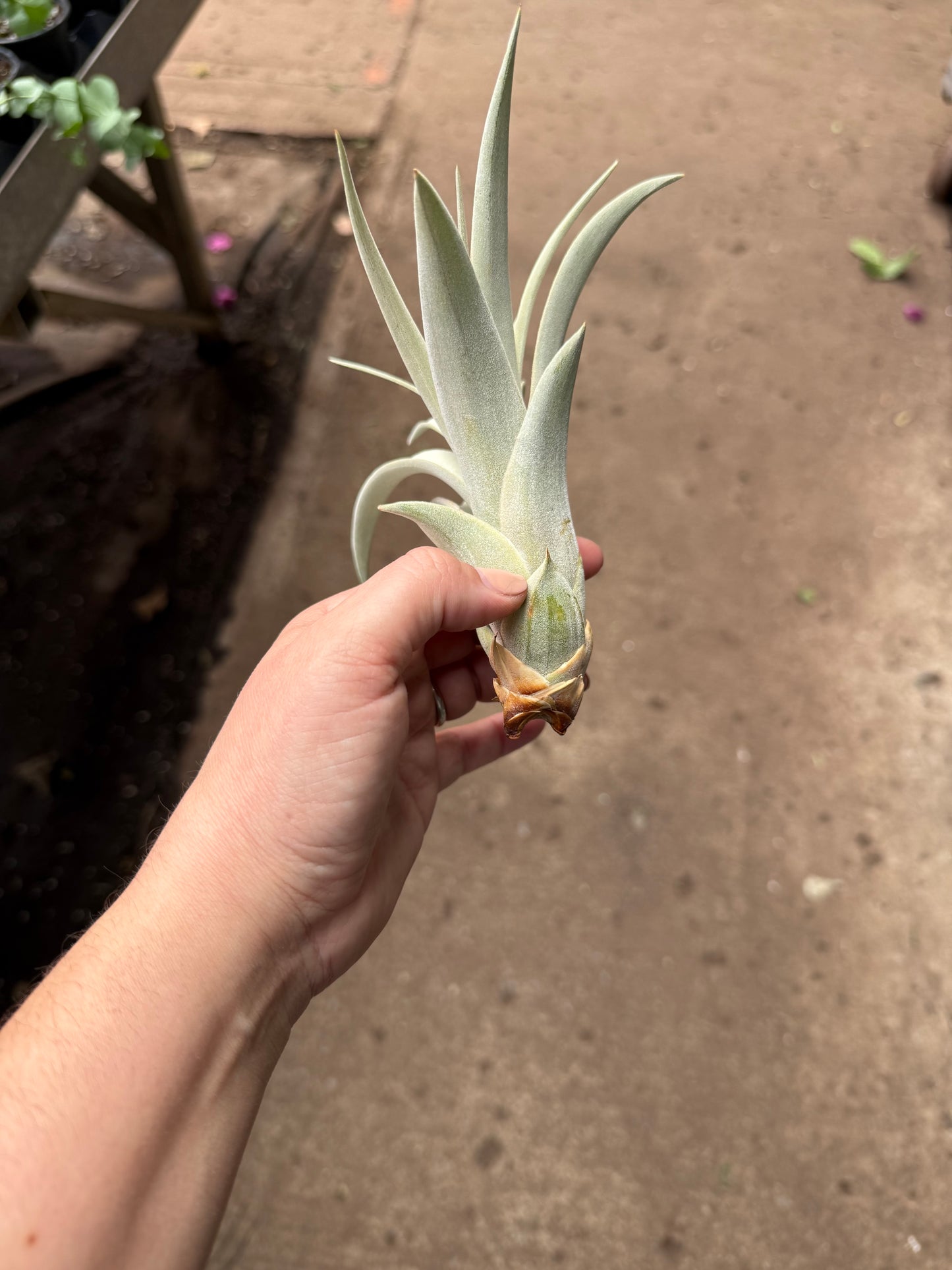 Tillandsia xerographica