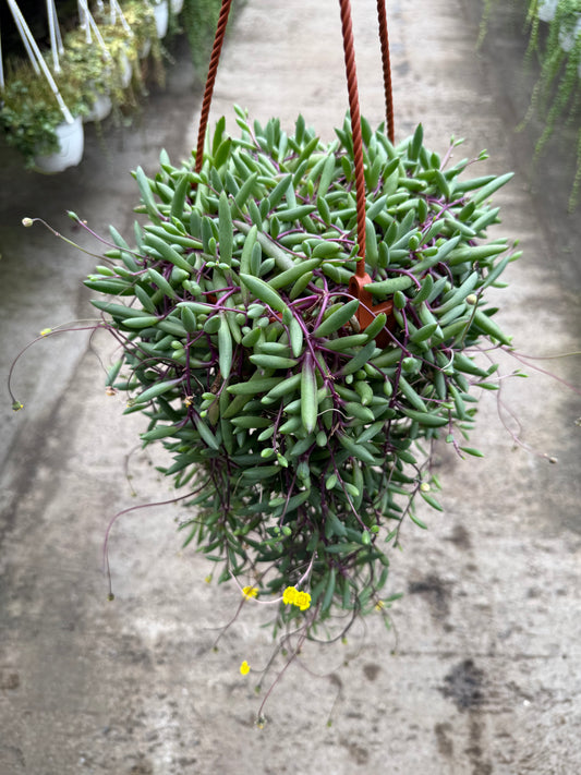 Senecio Othonna