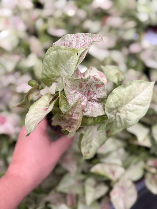 Syngonium ‘Milk Confetti’