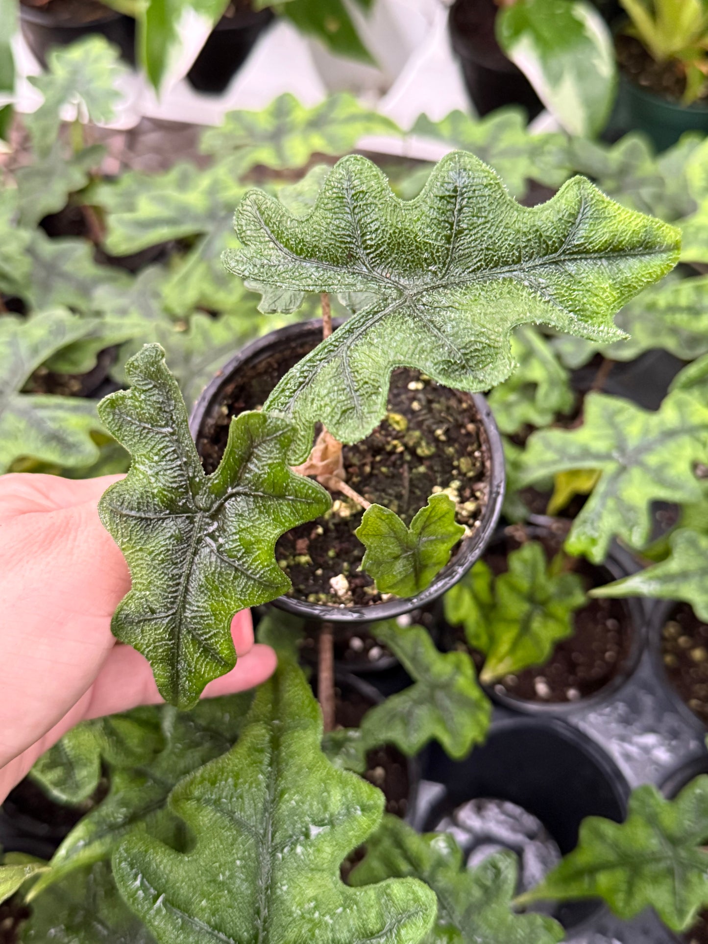 Alocasia ‘Jacklyn’