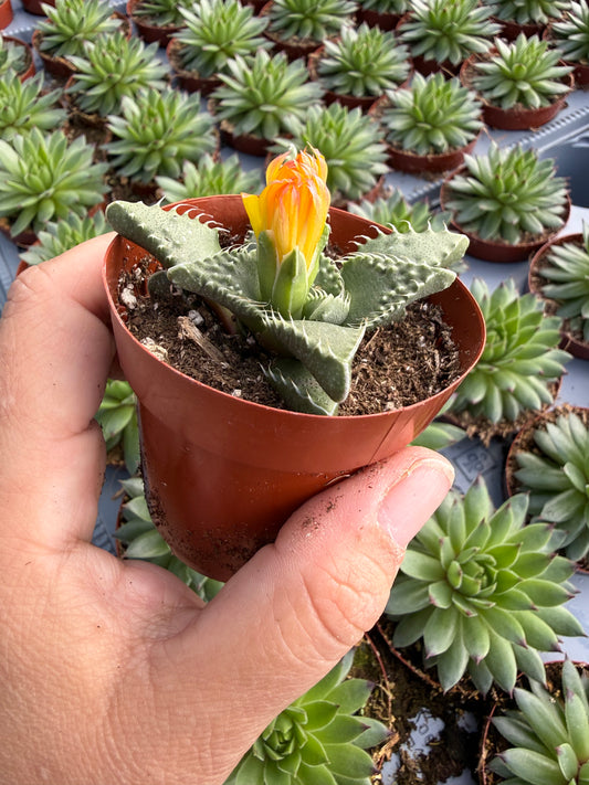 Faucaria tuberculosa