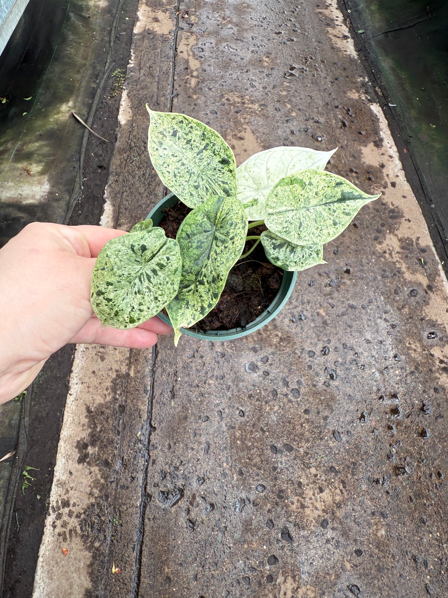 Alocasia ‘Dragon Scale Mint’ Variegata