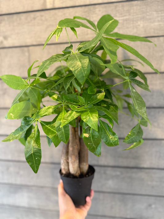 Pachira Aquatica-Money Tree Stump