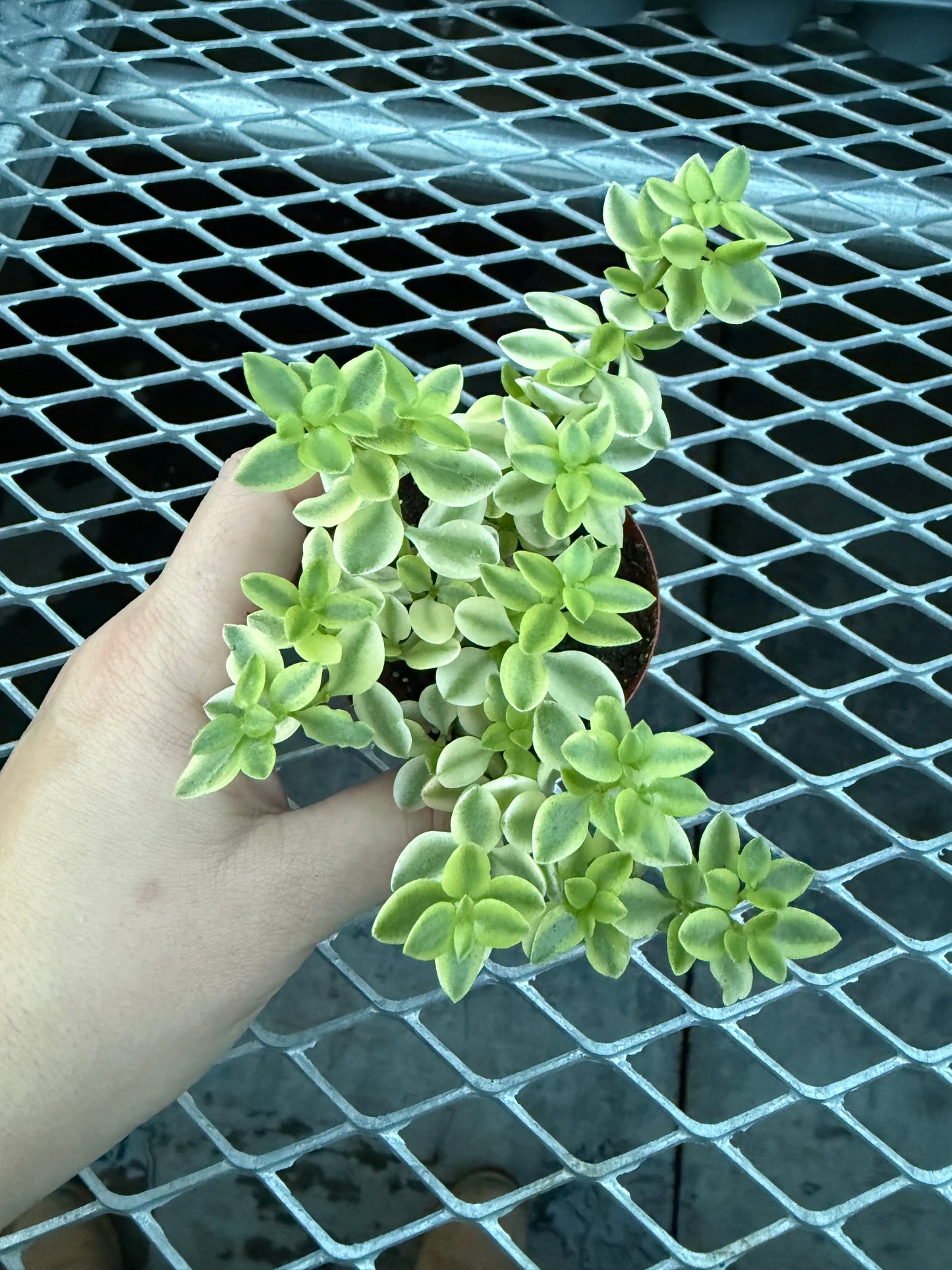 Crassula volkensii ‘Variegata’