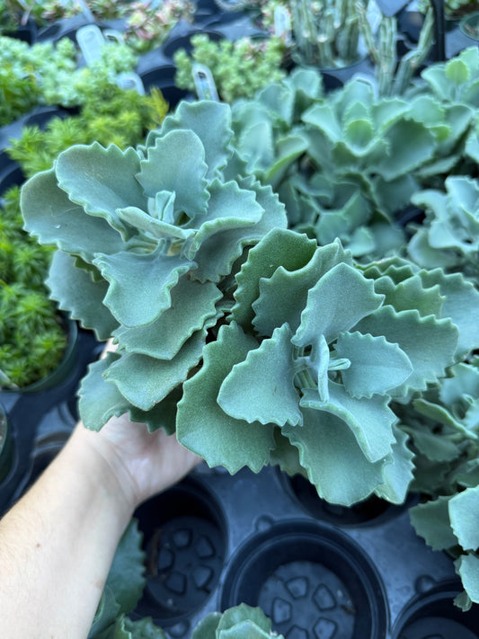 Kalanchoe ‘Millotii’