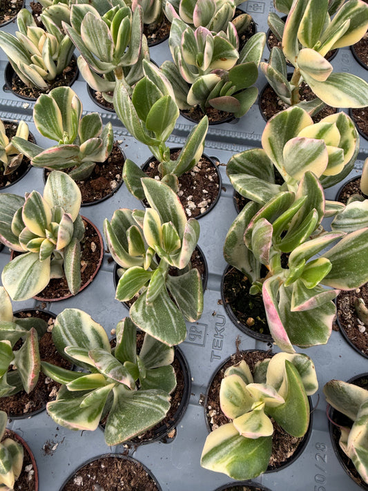Crassula ovata ‘Jade Variegata