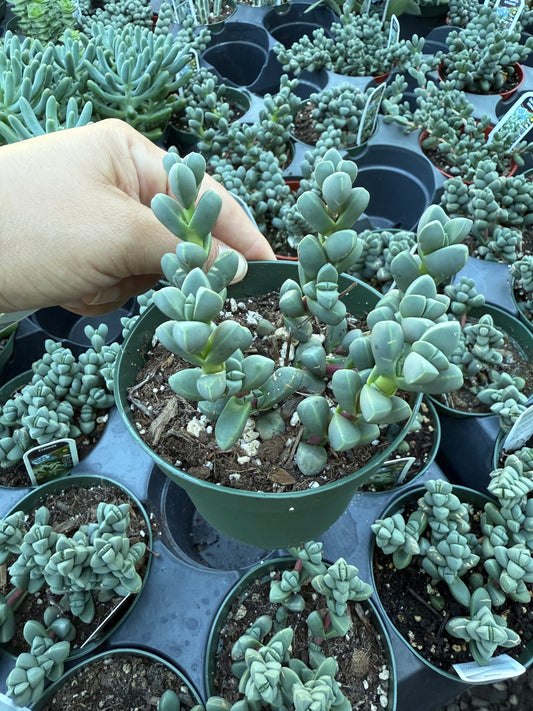 Corpuscularia lehmannii- Ice Plant