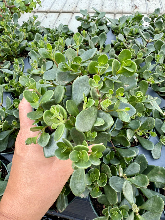 Kalanchoe manginii
"Beach bells"