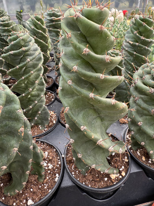Cereus forbesii ‘Spiralis’ – Spiral Cactus