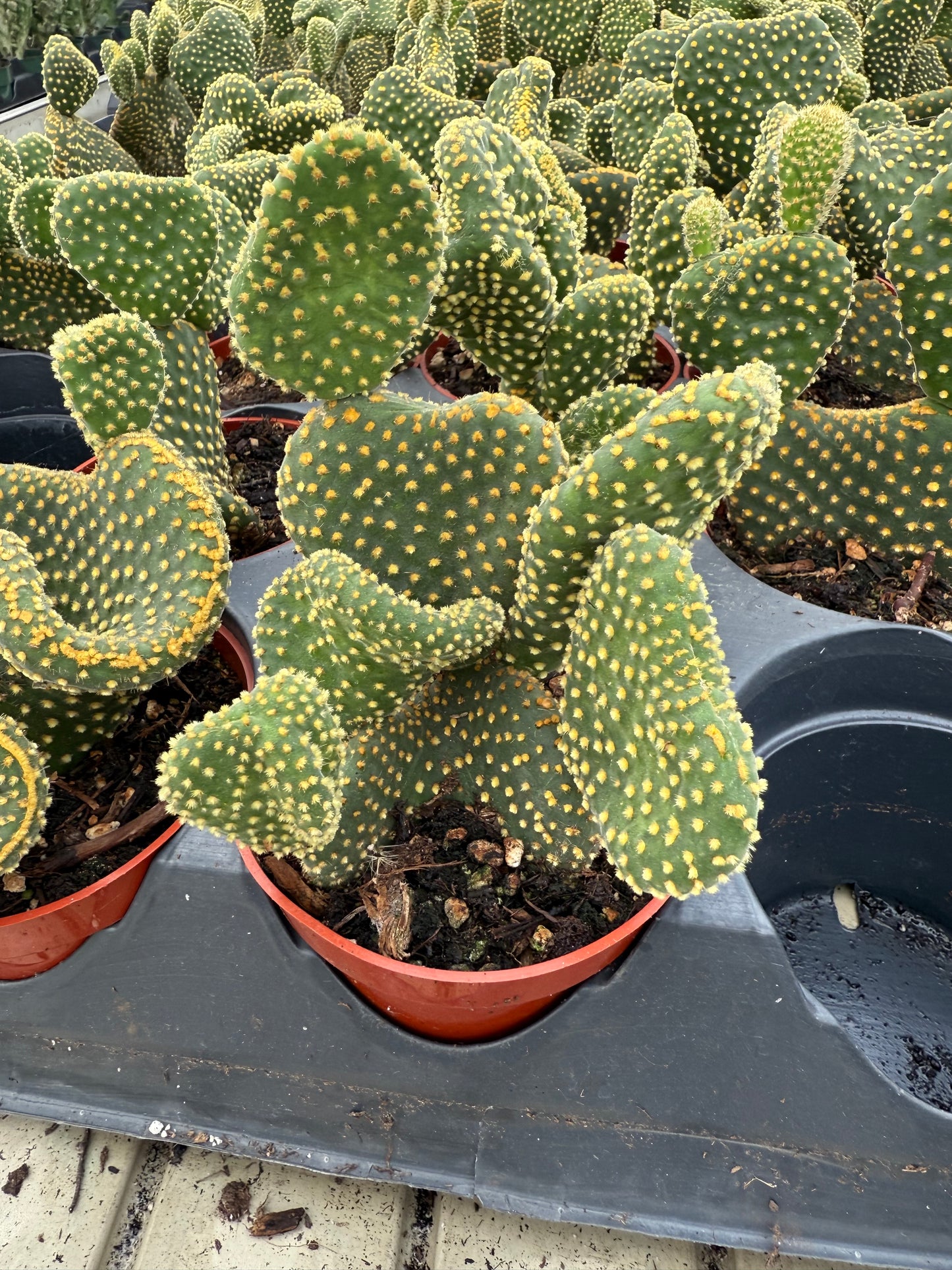 Opuntia microdasys