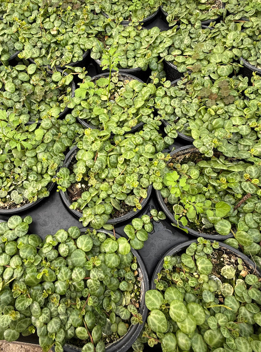 Peperomia Prostrata ‘String of Turtles’