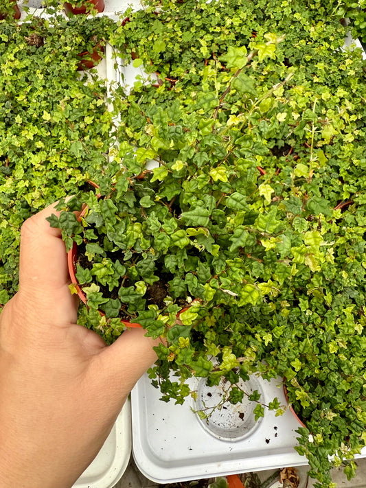 Ficus pumila Quercifolia - ‘String of Frogs’