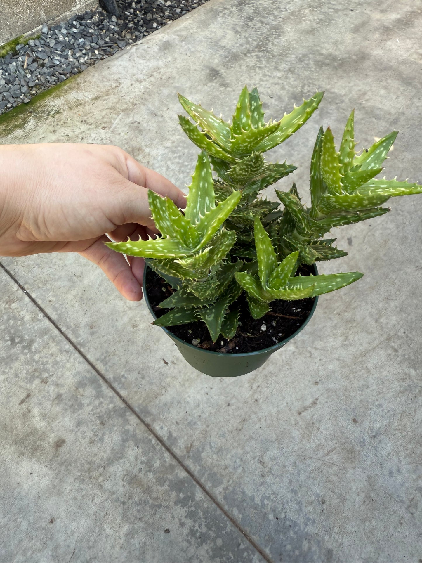 Aloe Juvenna