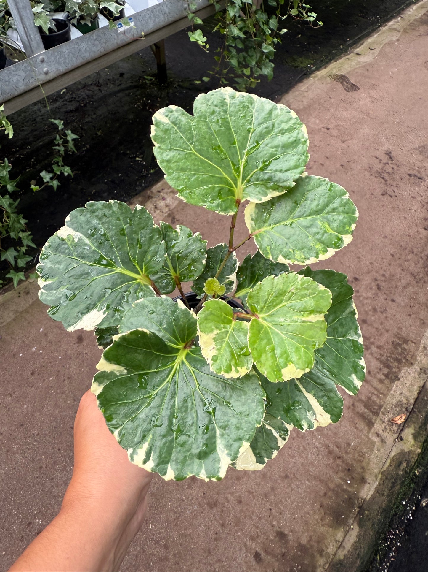 Aralia balfouriana