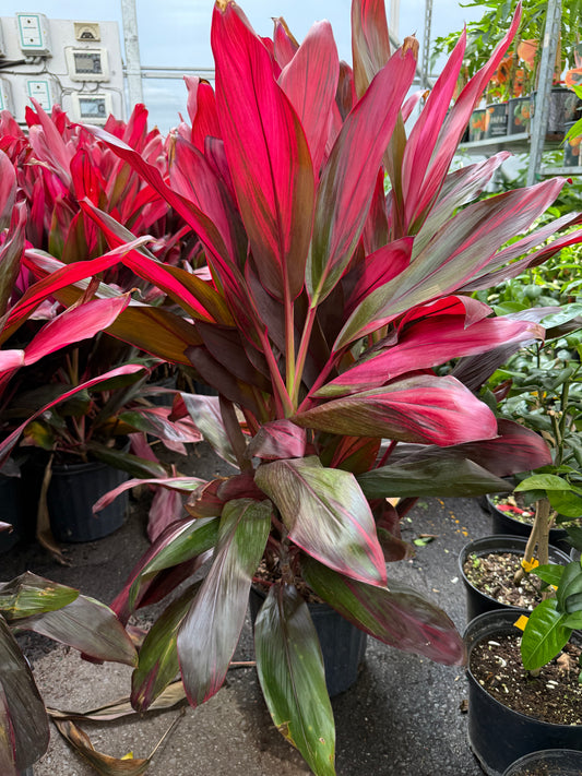 Cordyline fruticosa ‘Florica’