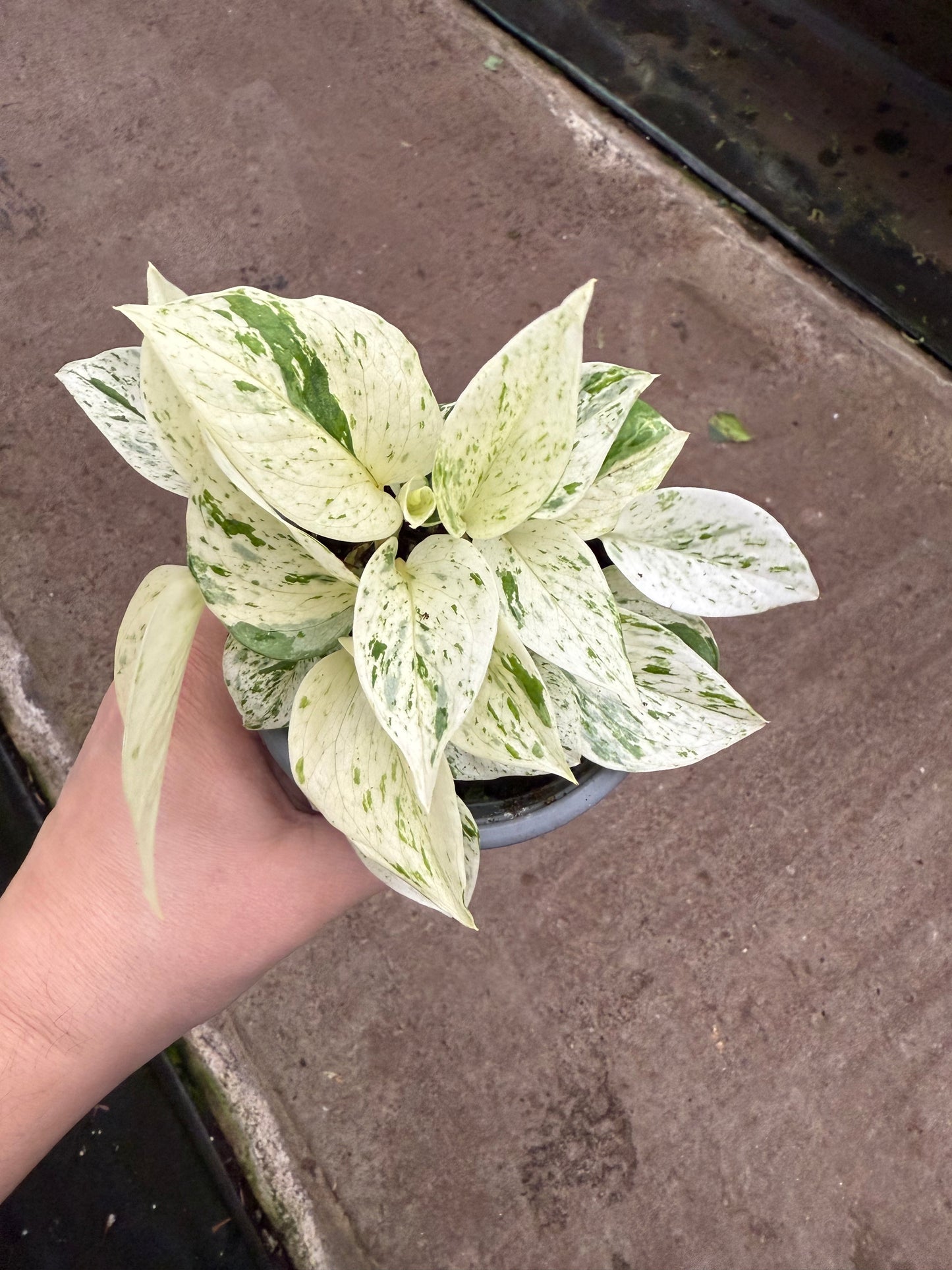 Pothos ‘Snow Queen’