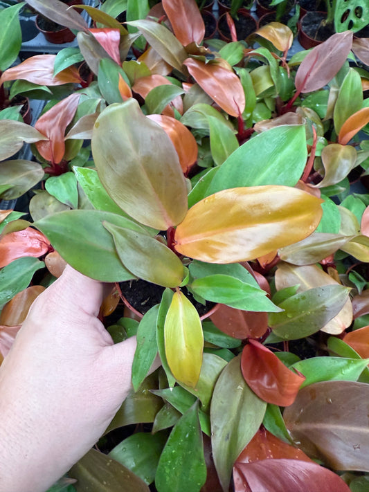 Philodendron ‘Red Sun’