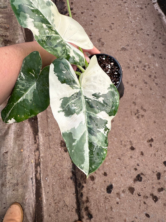 Alocasia ‘Appaloosa Gold’