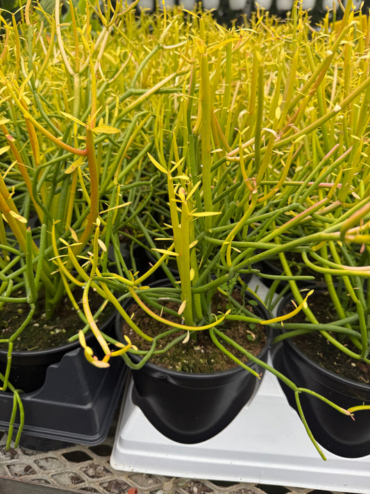 Euphorbia “Pencil Cactus”