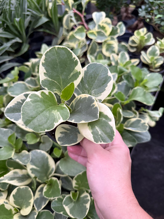 Peperomia ‘Obtusifolia Variegated’