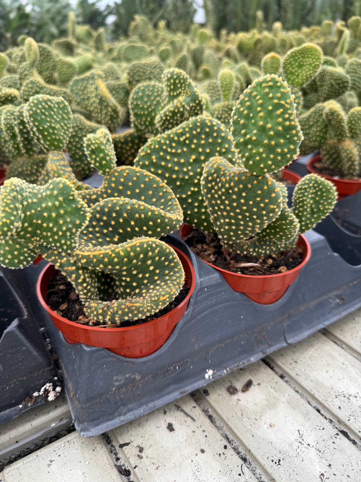Opuntia microdasys