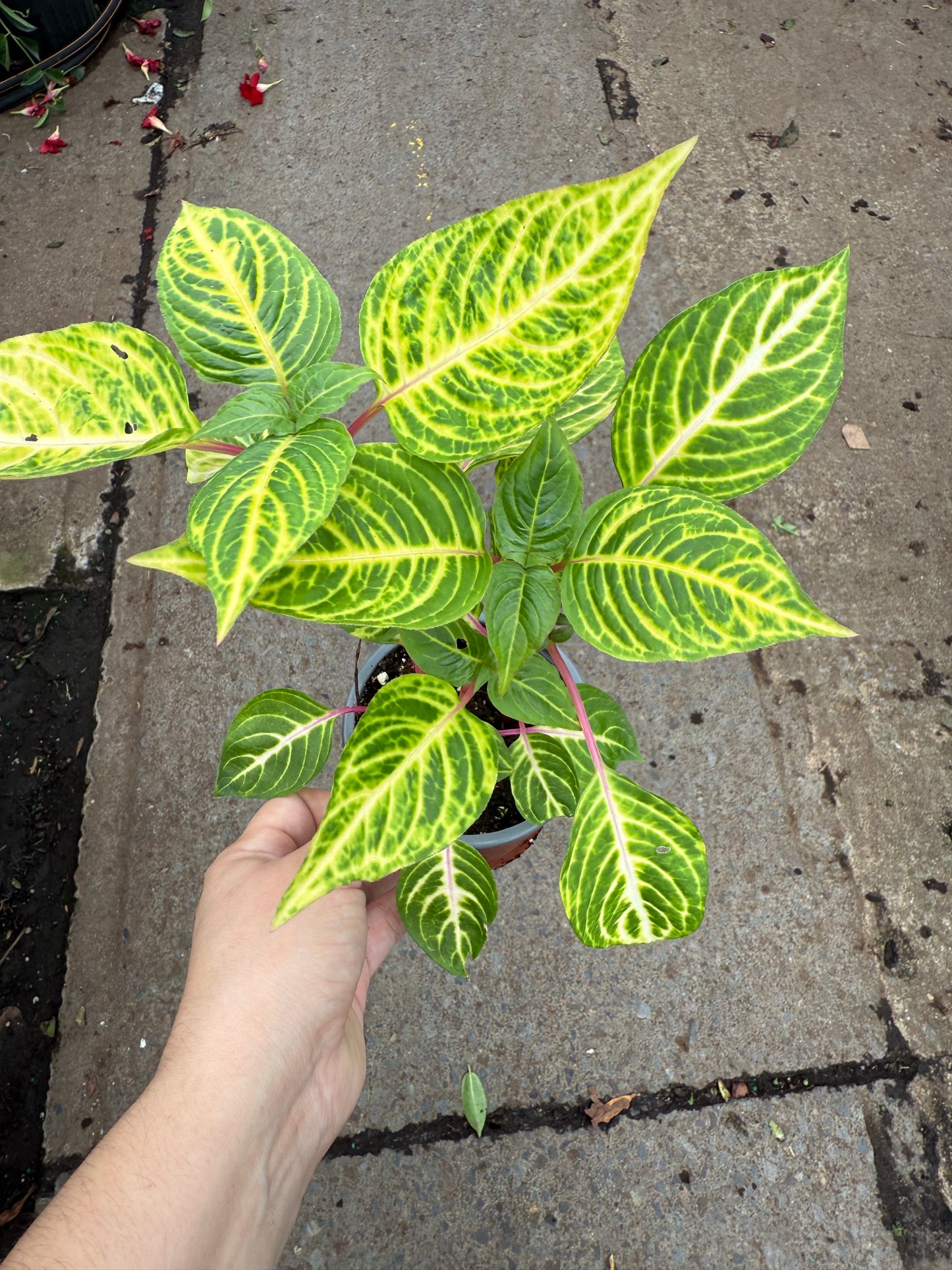 Iresine herbstii ‘Yellow Vein’