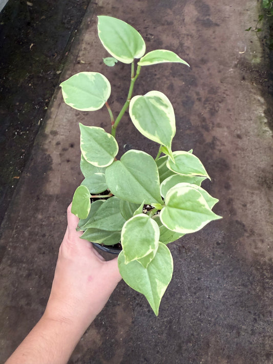 Peperomia scandens ‘Variegata’