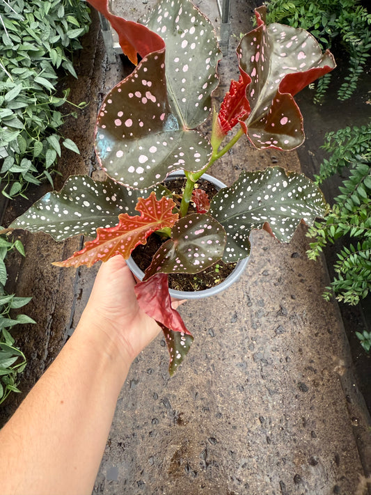 Begonia ‘Cracklin Rosie’