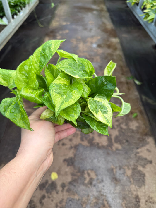 Pothos ‘Lemon Meringue’