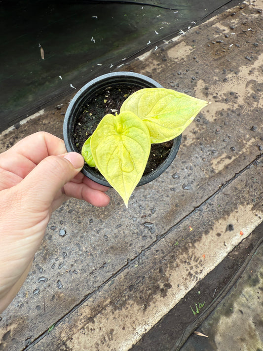 Alocasia ‘Gold Dragon’