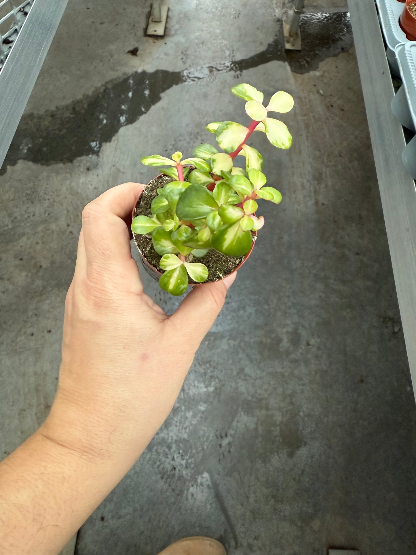 Portulacaria Afra Mediopicta