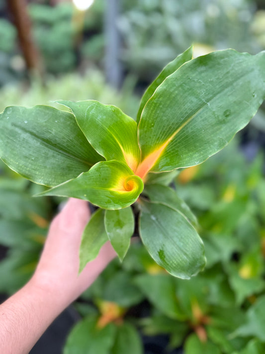Chlorophytum Mandarin