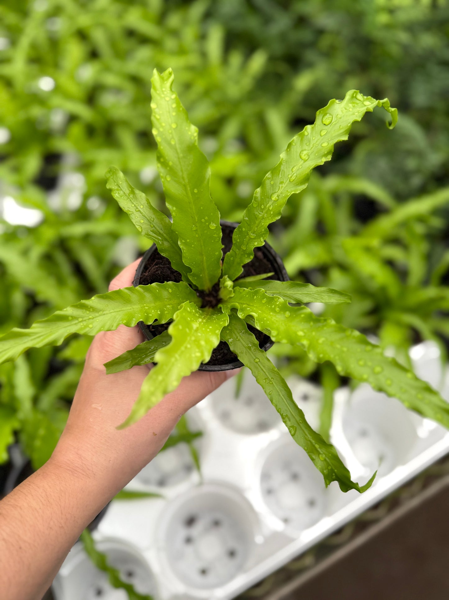 Curly Wave Fern