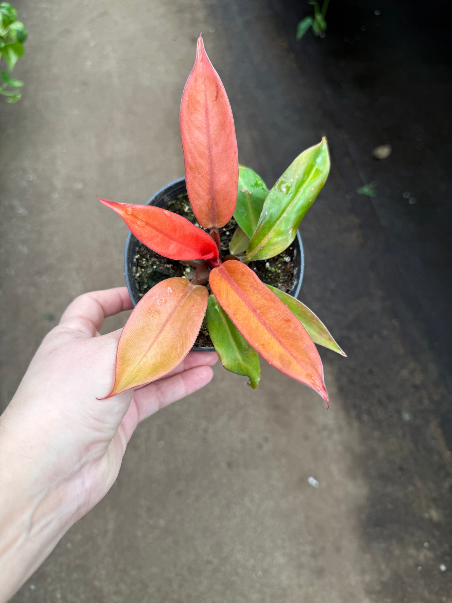 Philodendron ‘Prince of Orange’