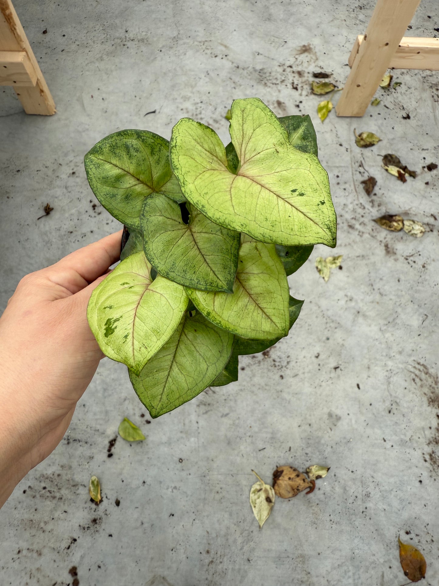 Syngonium 'Allusion rose'