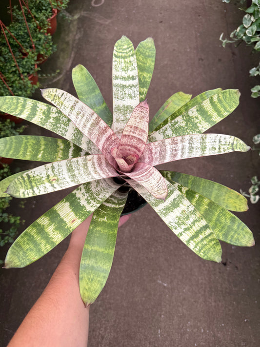 Vriesea