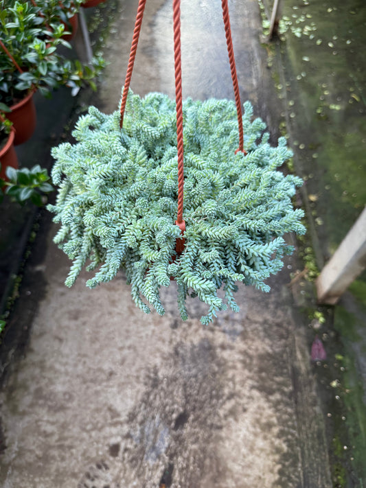 Sedum ‘Blue’