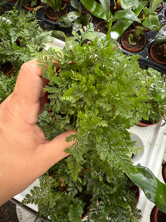 Rabbit’s Foot Fern