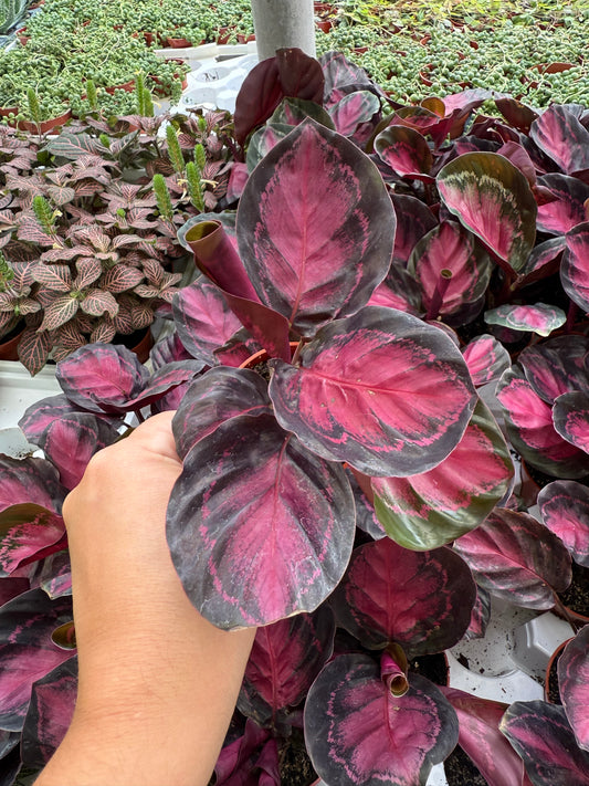 Calathea Purple Rose