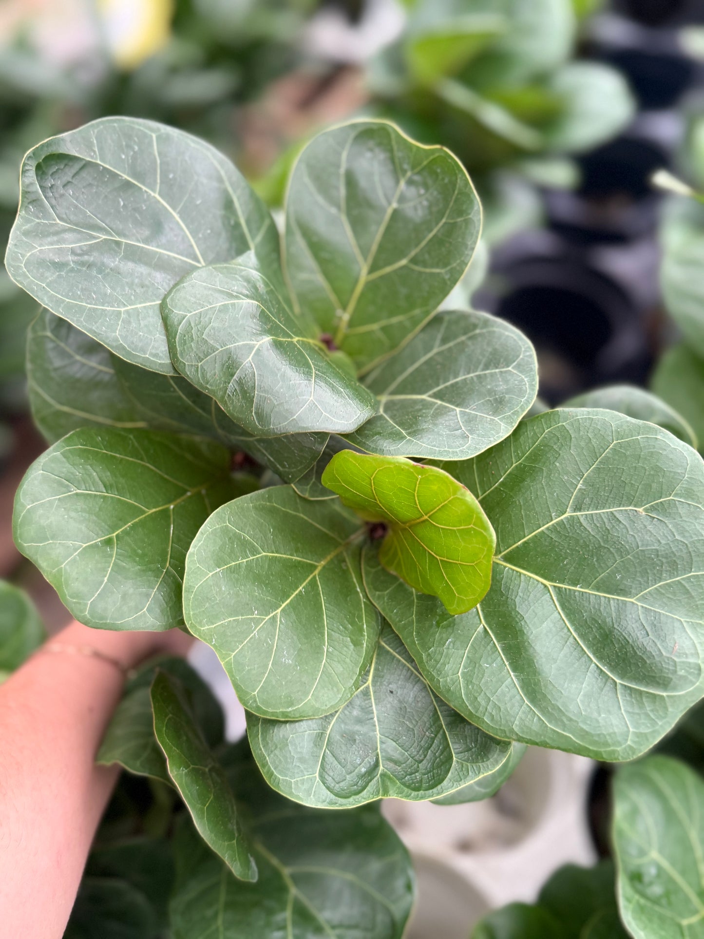 Ficus lyrata