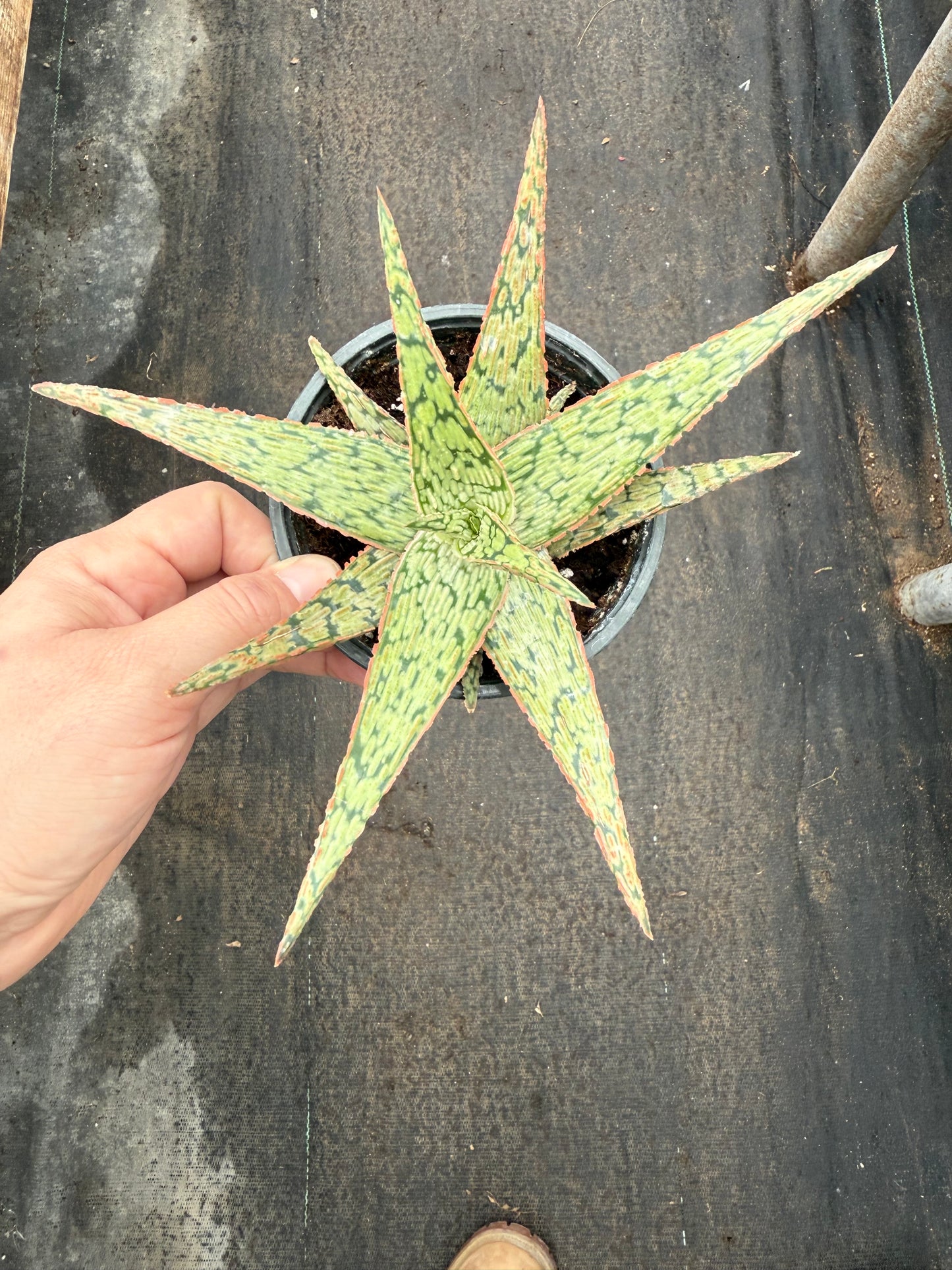 Aloe ‘Pink Blush’