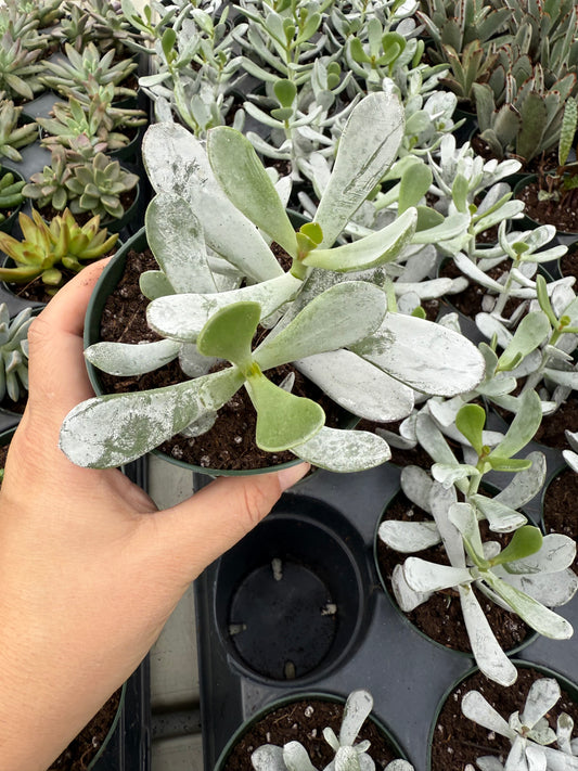 Cotyledon orbiculata