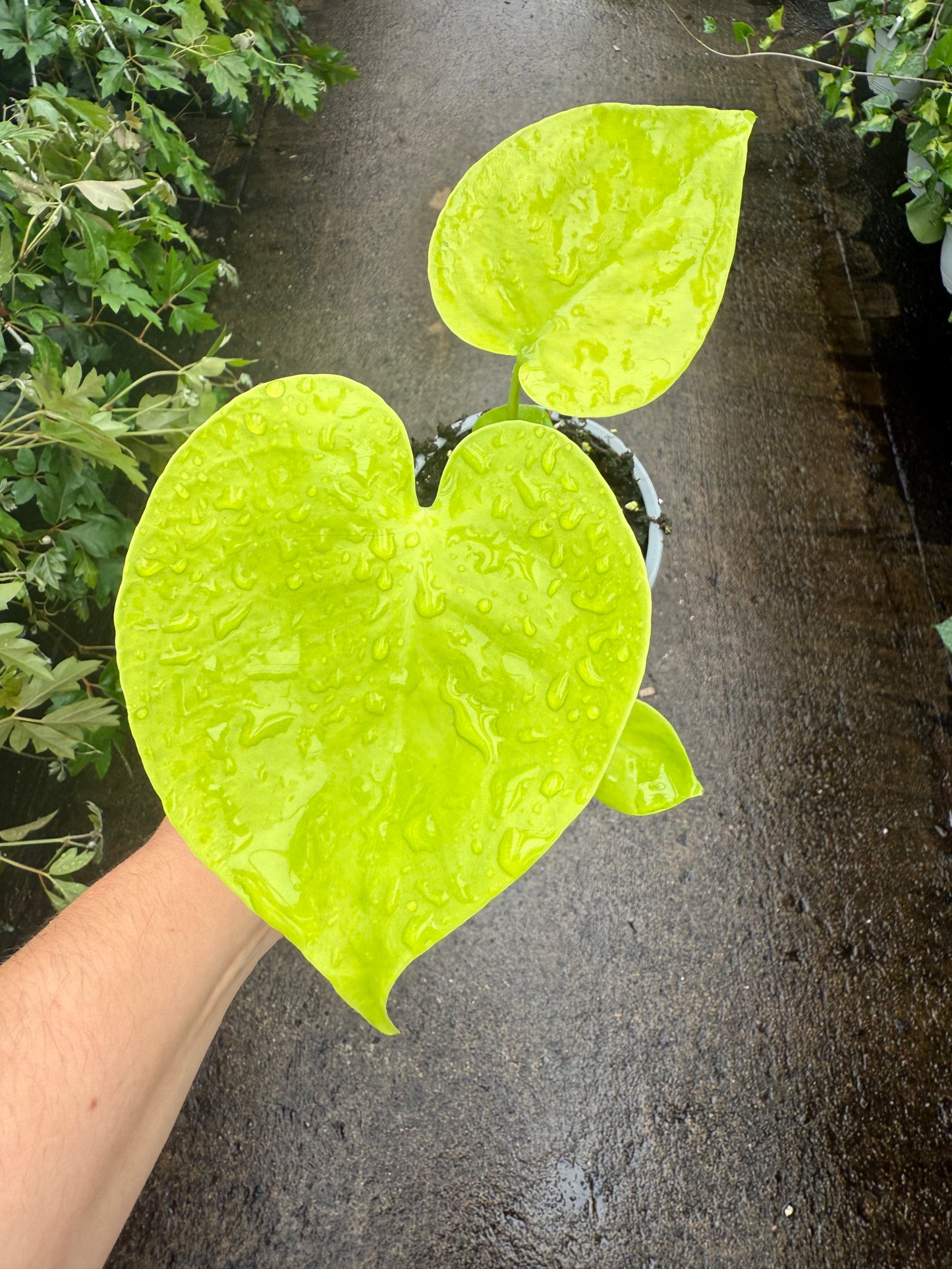 Monstera deliciosa ‘Super Golden’