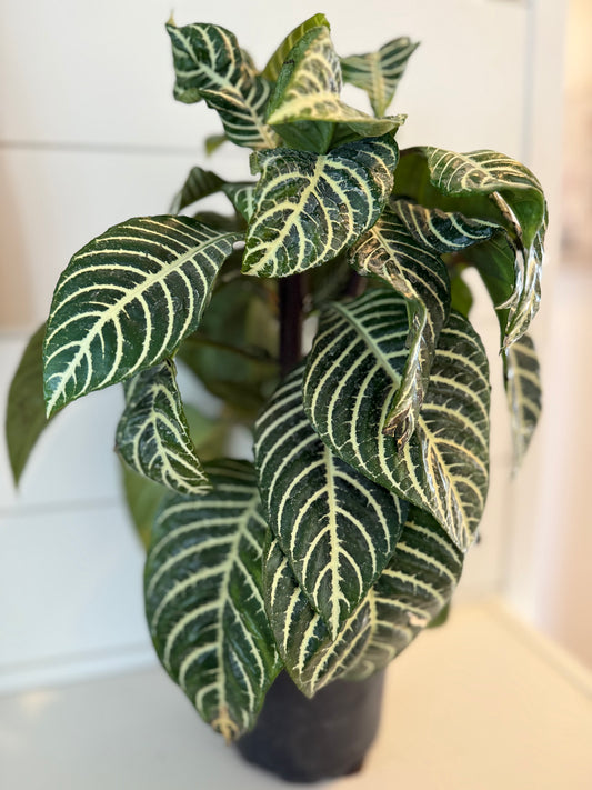 Aphelandra Snowflake (Zebra Plant)