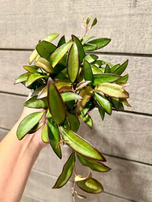 Hoya ‘Rosita’