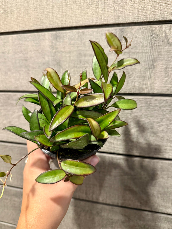Hoya ‘Rosita’