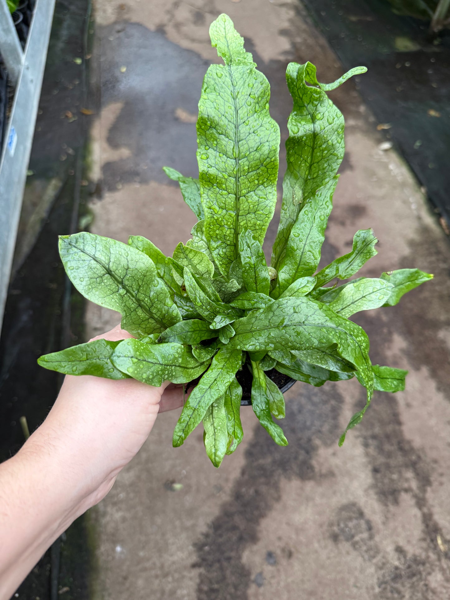 Crocodile Fern